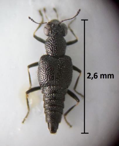 Réf. 218 099 : Stenus fornicatus